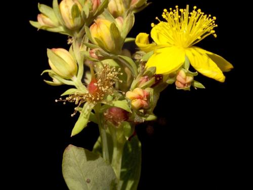 Millepertuis elliptique (Hypericum ellipticum)_2