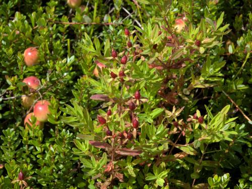 Millepertuis elliptique (Hypericum ellipticum)_14