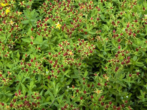 Millepertuis elliptique (Hypericum ellipticum)_15