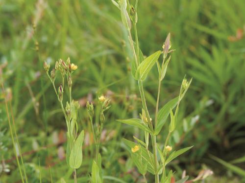 Millepertuis majeur (Hypericum majus)_1