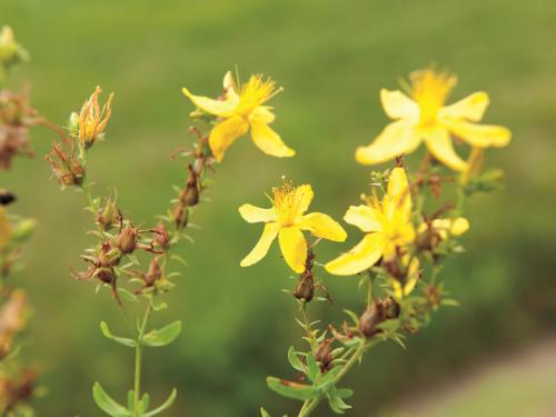 Millepertuis commun (Hypericum perforatum)_3