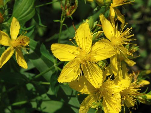 Millepertuis commun (Hypericum perforatum)_6