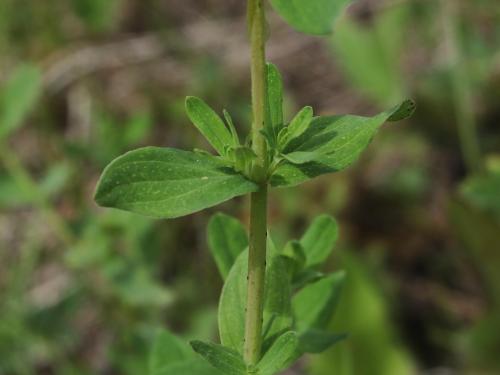 Millepertuis commun (Hypericum perforatum)_11