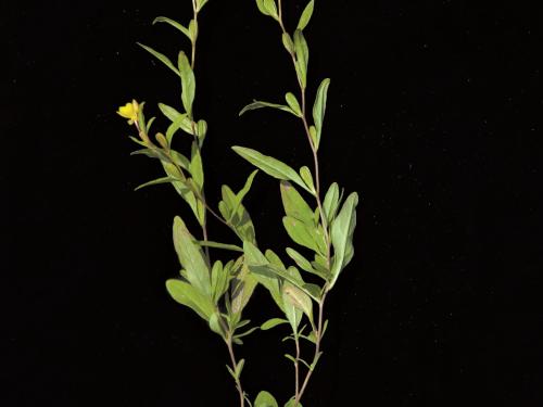 Onagre vivace (Oenothera perennis)_2