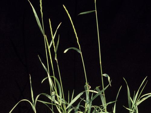 Chiendent(Elymus repens)_4