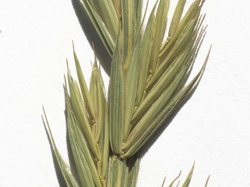 Chiendent(Elymus repens)_6