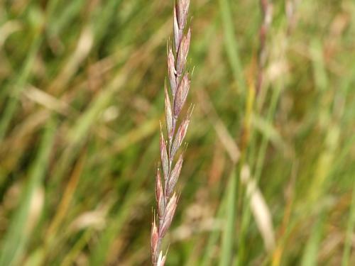 Chiendent(Elymus repens)_13