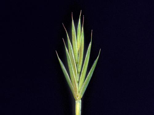 Chiendent(Elymus repens)_16