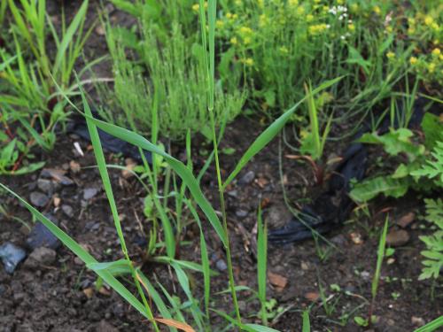 Chiendent(Elymus repens)_19