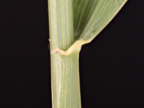 Chiendent(Elymus repens)_20