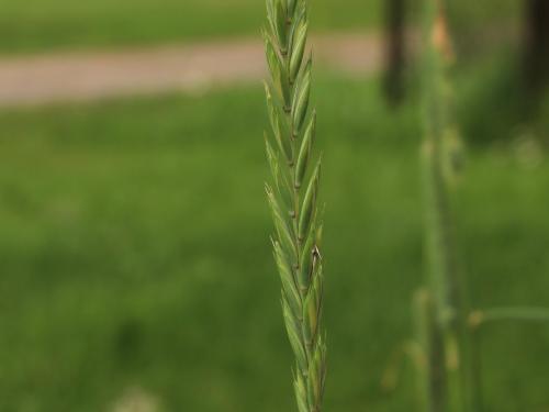 Chiendent(Elymus repens)_21