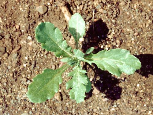 Seneçon vulgaire (Senecio vulgaris)_1