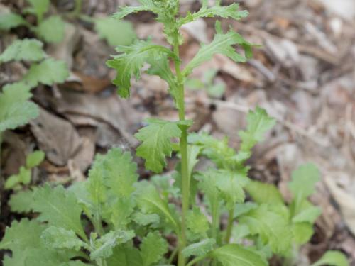 Seneçon vulgaire (Senecio vulgaris)_8