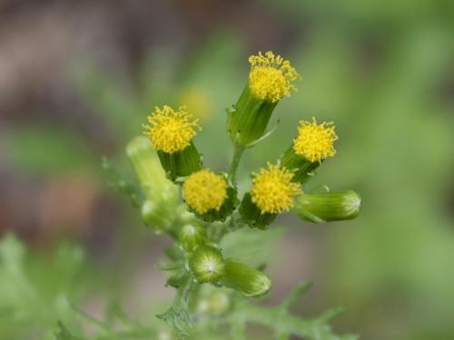 Seneçon vulgaire (Senecio vulgaris)_10