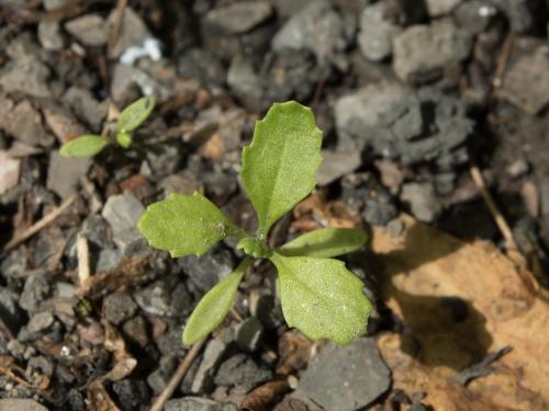 Seneçon vulgaire (Senecio vulgaris)_12