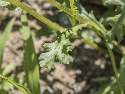 Seneçon vulgaire (Senecio vulgaris)_18