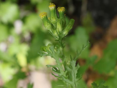 Seneçon vulgaire (Senecio vulgaris)_19