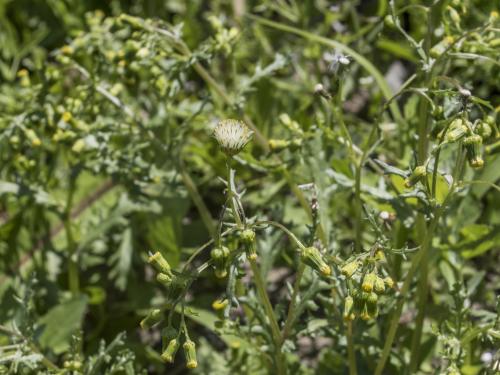 Seneçon vulgaire (Senecio vulgaris)_20