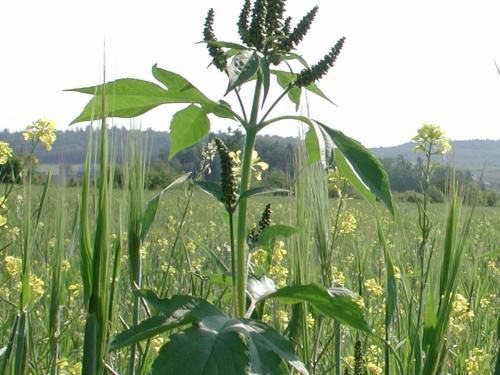 Grande herbe à poux (Ambrosia trifida)_2