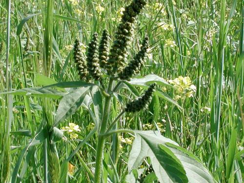 Grande herbe à poux (Ambrosia trifida)_7