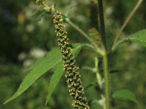 Grande herbe à poux (Ambrosia trifida)_18