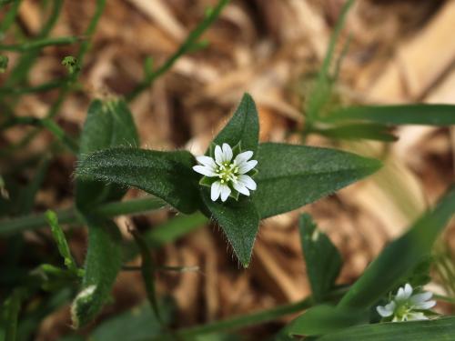 Céraiste vulgaire(Cerastium fontanum)_16