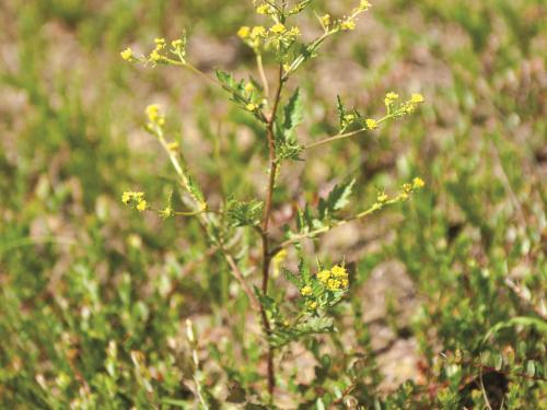 Rorippe marais (Rorippa palustris)_6