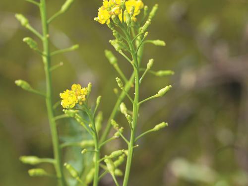 Rorippe marais (Rorippa palustris)_13