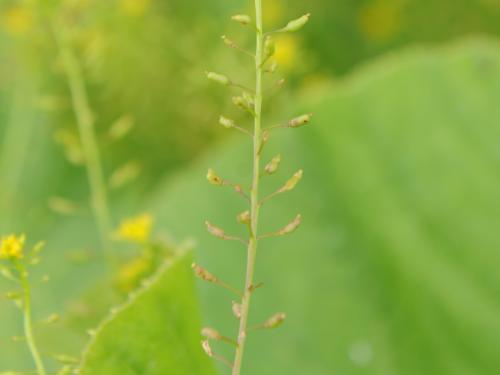 Rorippe marais (Rorippa palustris)_19