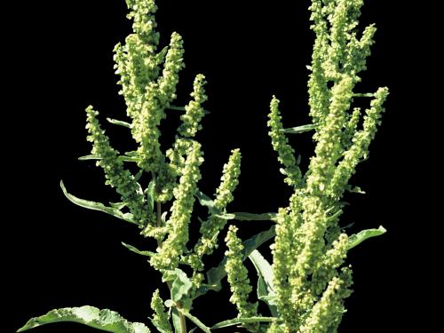 Patience crépue (Rumex crispus)_5