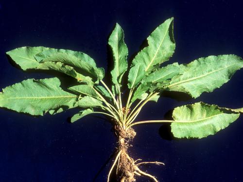 Patience crépue (Rumex crispus)_6