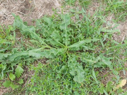 Patience crépue (Rumex crispus)_11