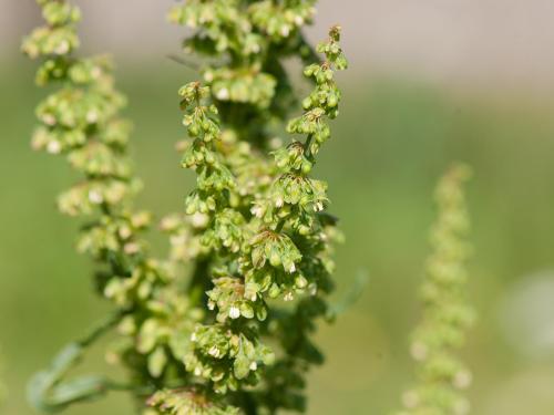 Patience crépue (Rumex crispus)_12