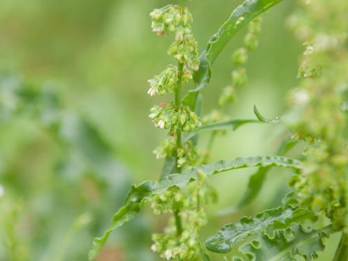 Patience crépue (Rumex crispus)_13