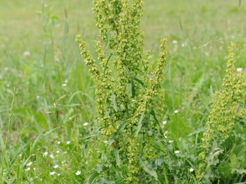 Patience crépue (Rumex crispus)_20