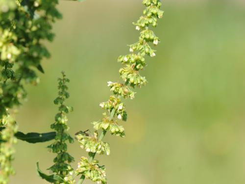 Patience crépue (Rumex crispus)_21