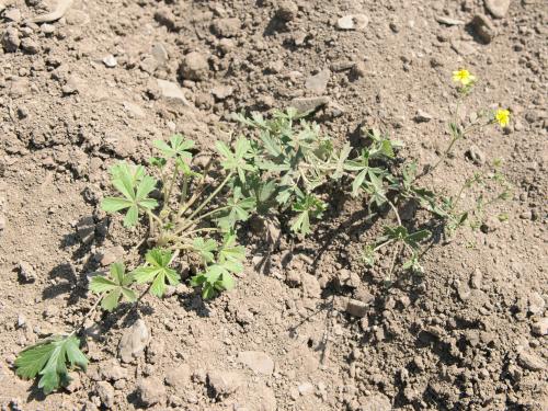 Potentille dressée (Potentilla recta)_4