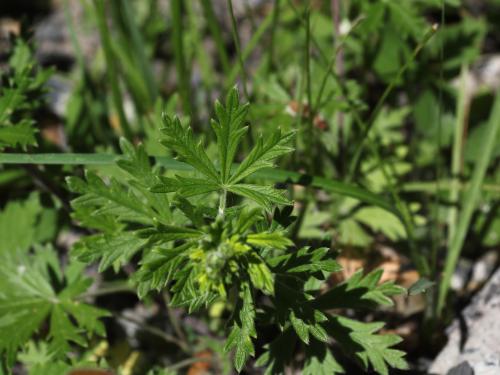 Potentille dressée (Potentilla recta)_11