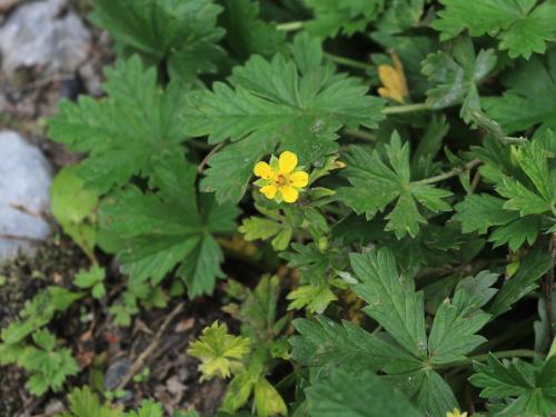 Potentille dressée (Potentilla recta)_14