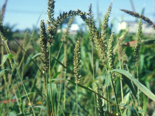 Sétaire verticillée (Setaria verticillata)_3