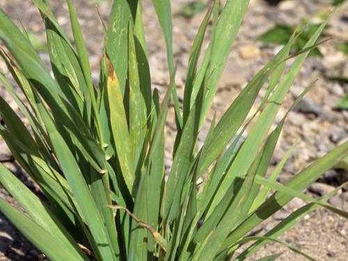 Agrostide blanche(Agrostis gigantea)_3