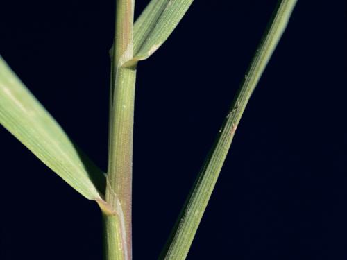 Agrostide blanche(Agrostis gigantea)_5