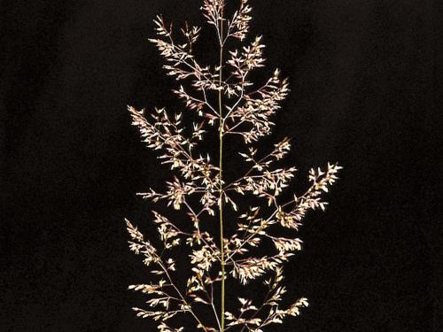 Agrostide blanche(Agrostis gigantea)_6