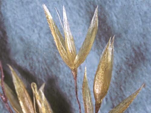 Agrostide blanche(Agrostis gigantea)_8