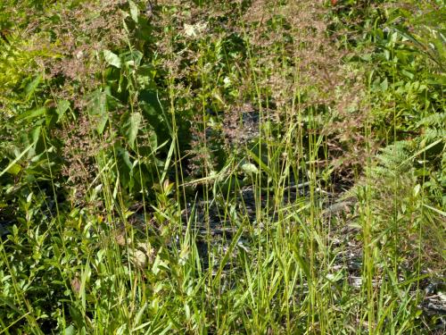 Agrostide blanche(Agrostis gigantea)_10