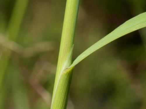 Agrostide blanche(Agrostis gigantea)_11