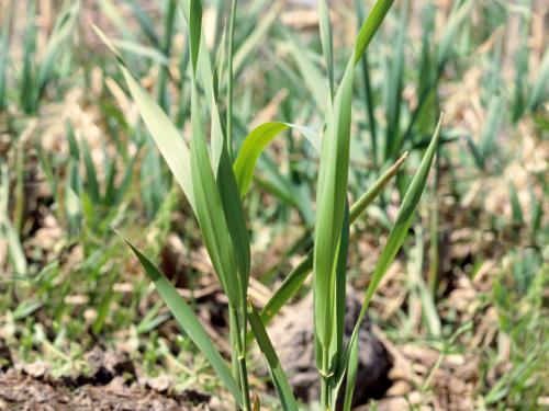 Alpiste roseau(Phalaris arundinacea)_2