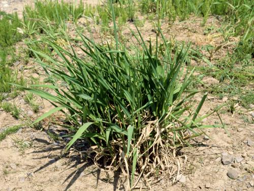 Alpiste roseau(Phalaris arundinacea)_3