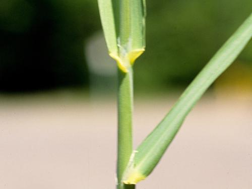 Alpiste roseau(Phalaris arundinacea)_5