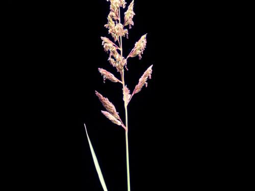 Alpiste roseau(Phalaris arundinacea)_6